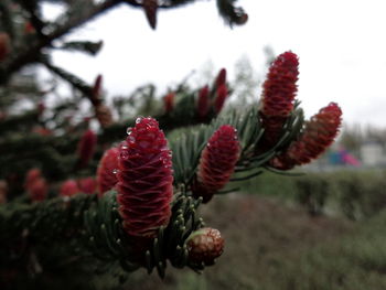 Close-up of red plant against sky