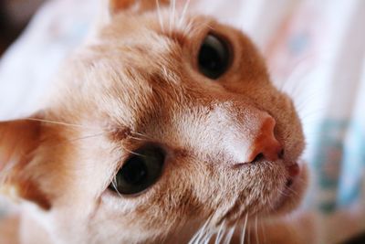 Close-up portrait of a cat