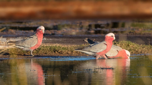 Birds on a lake