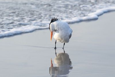 Close-up of bird on beach