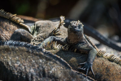 Close-up of iguanas against blurred background