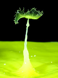 Close-up of leaves over water