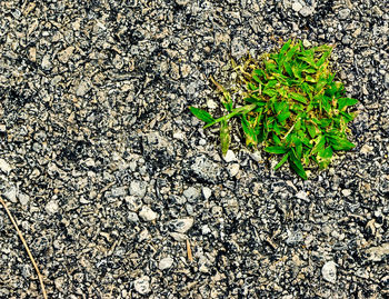 High angle view of plant growing on field