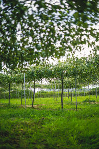 Trees on field