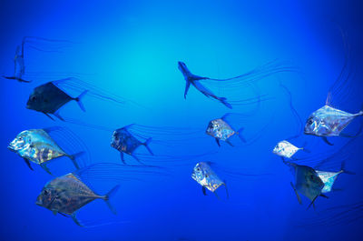 Close-up of jellyfish in sea