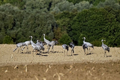 Flock of birds on land