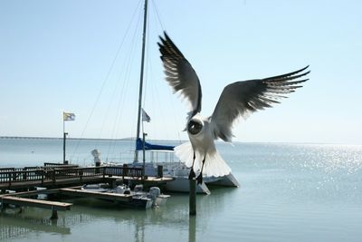 Seagull flying over sea