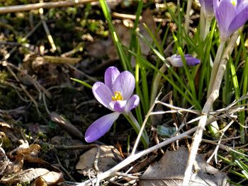 High angle view of purple crocus blooming on field