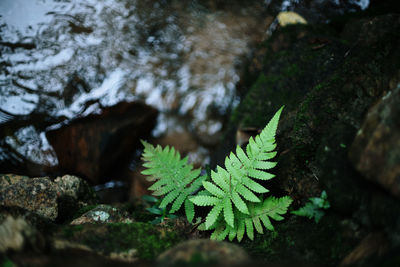 High angle view of fern in park