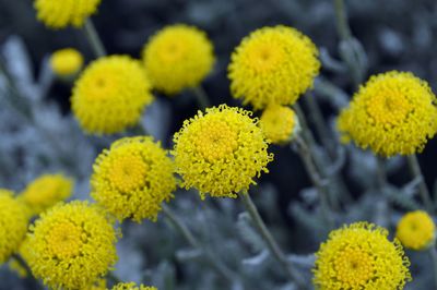 Close-up of yellow flowers blooming outdoors