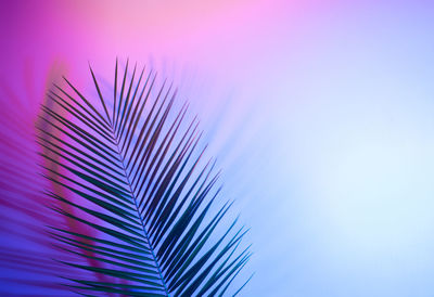 Close-up of palm tree against blue sky