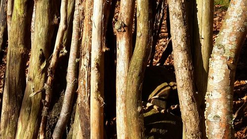 Full frame shot of tree trunk in forest