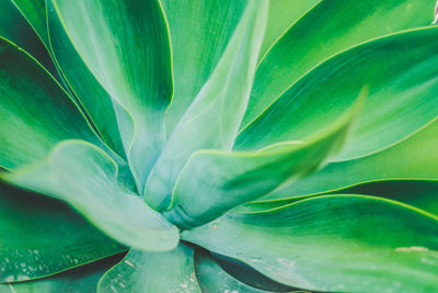 Full frame shot of succulent plant