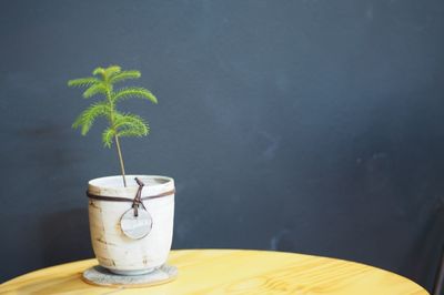 Close-up of potted plant on table