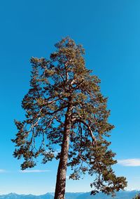 Low angle view of tree against clear blue sky