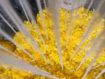 Close-up of yellow flowers garland for sale