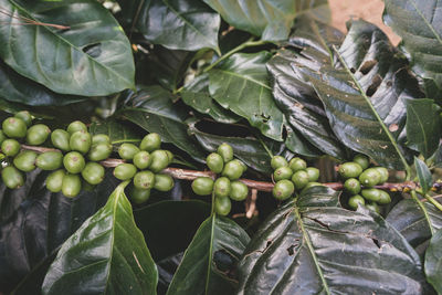 Close-up of fruits growing on plant