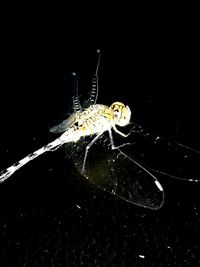 Close-up of insect on wall