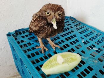 High angle view of owl against wall