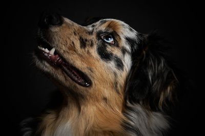 Close-up of a dog looking away