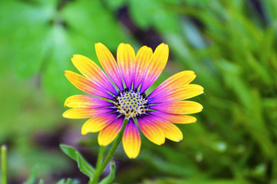 Close-up of purple flower