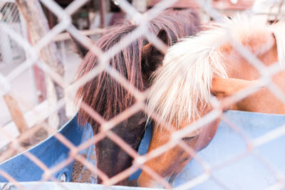 Close-up of chainlink fence