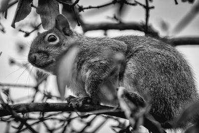 Close-up of squirrel sitting on tree