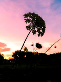 Plants growing on field against sky