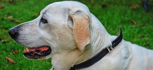 Close-up of dog