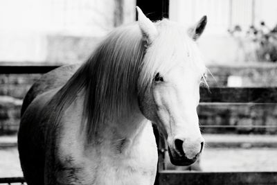 Close-up of horse in stable