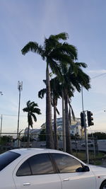 Palm trees against sky in city