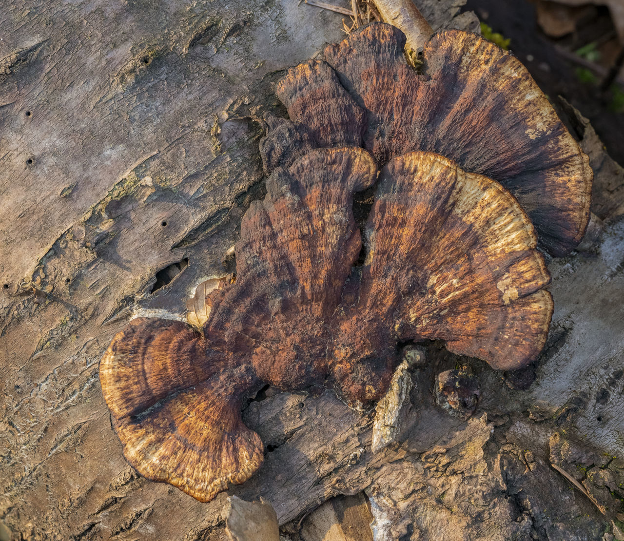 CLOSE-UP OF TREE STUMP