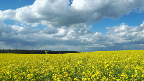 Scenic view of oilseed rape field against cloudy sky