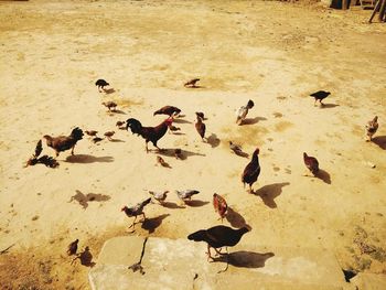 High angle view of birds on sand at beach