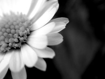 Close-up of flower blooming outdoors