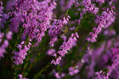 Close-up of bee pollinating on pink flower