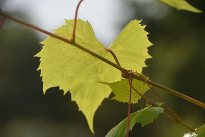 Close-up of insect on leaves