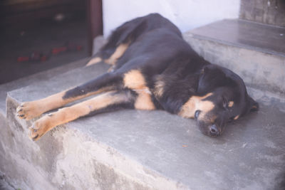 Dog sleeping