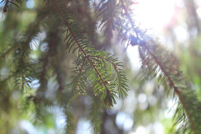 Low angle view of plant against sky