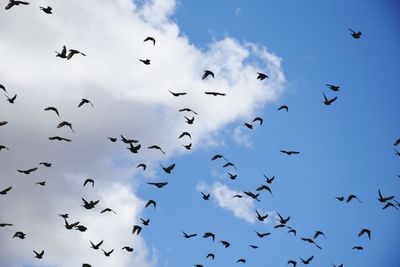Low angle view of birds flying against sky