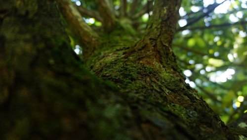 Low angle view of tree trunk