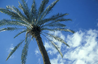 palm tree