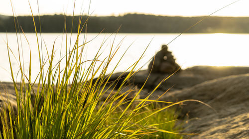 Close-up of grass in a field