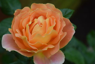 Close-up of rose blooming outdoors