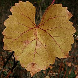 Close-up of dry maple leaf during autumn