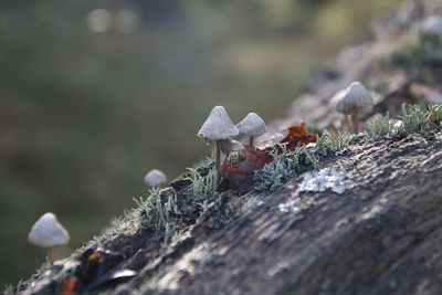 Close-up of insect on rock