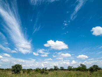 Trees on field against blue sky