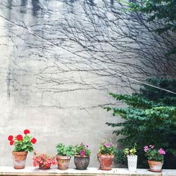 Close-up of potted plant against trees