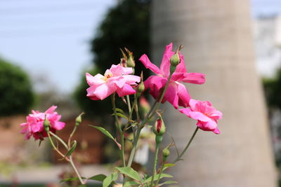 Close-up of pink flowers blooming outdoors