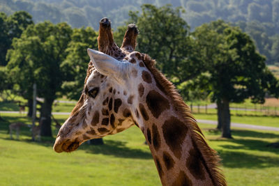 Close-up of giraffe on field